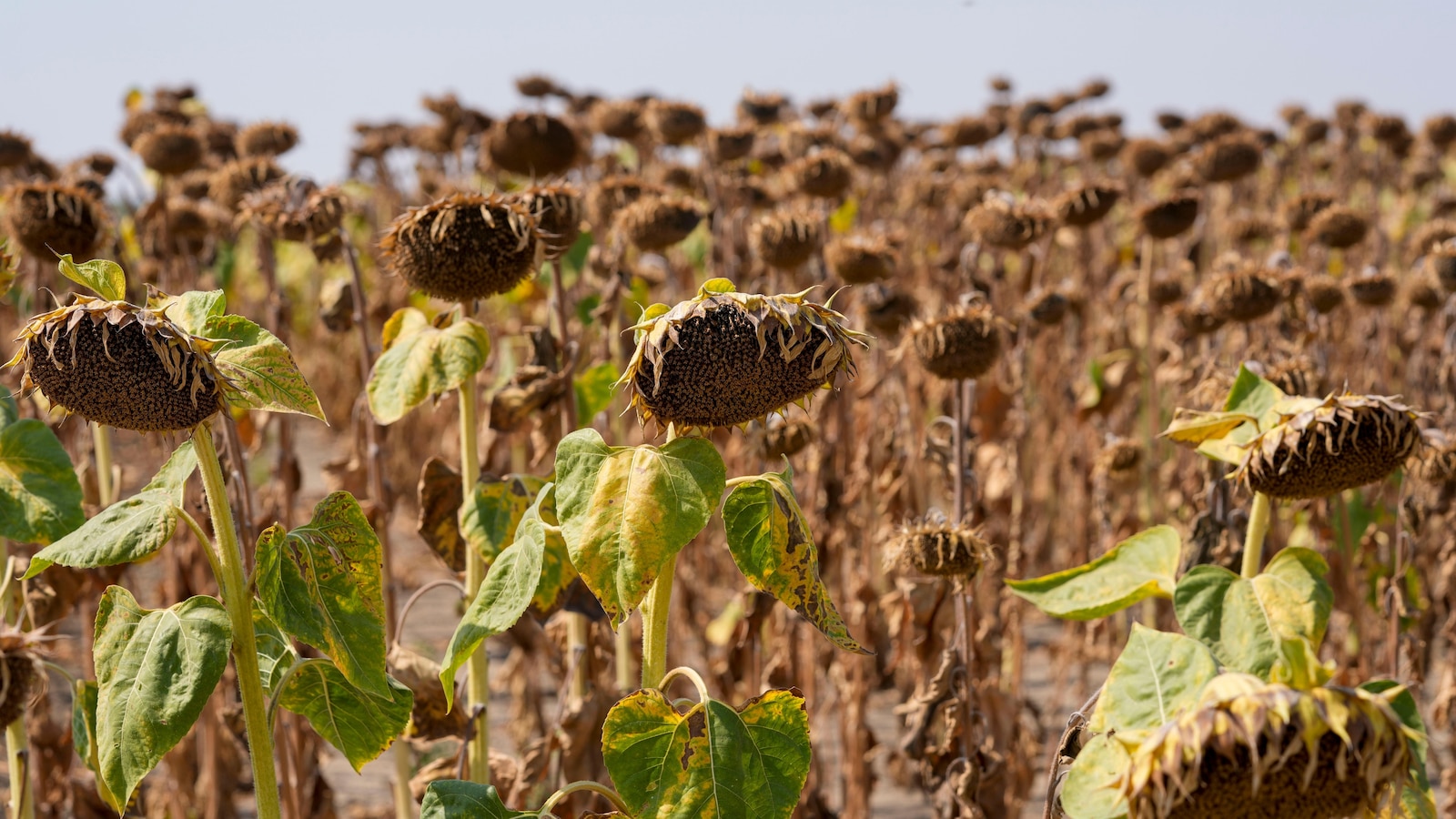 global-drought-negotiations-stall