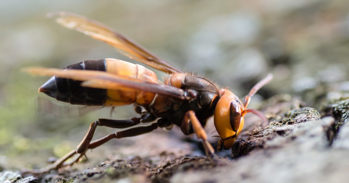 murder-hornets-europe-threat