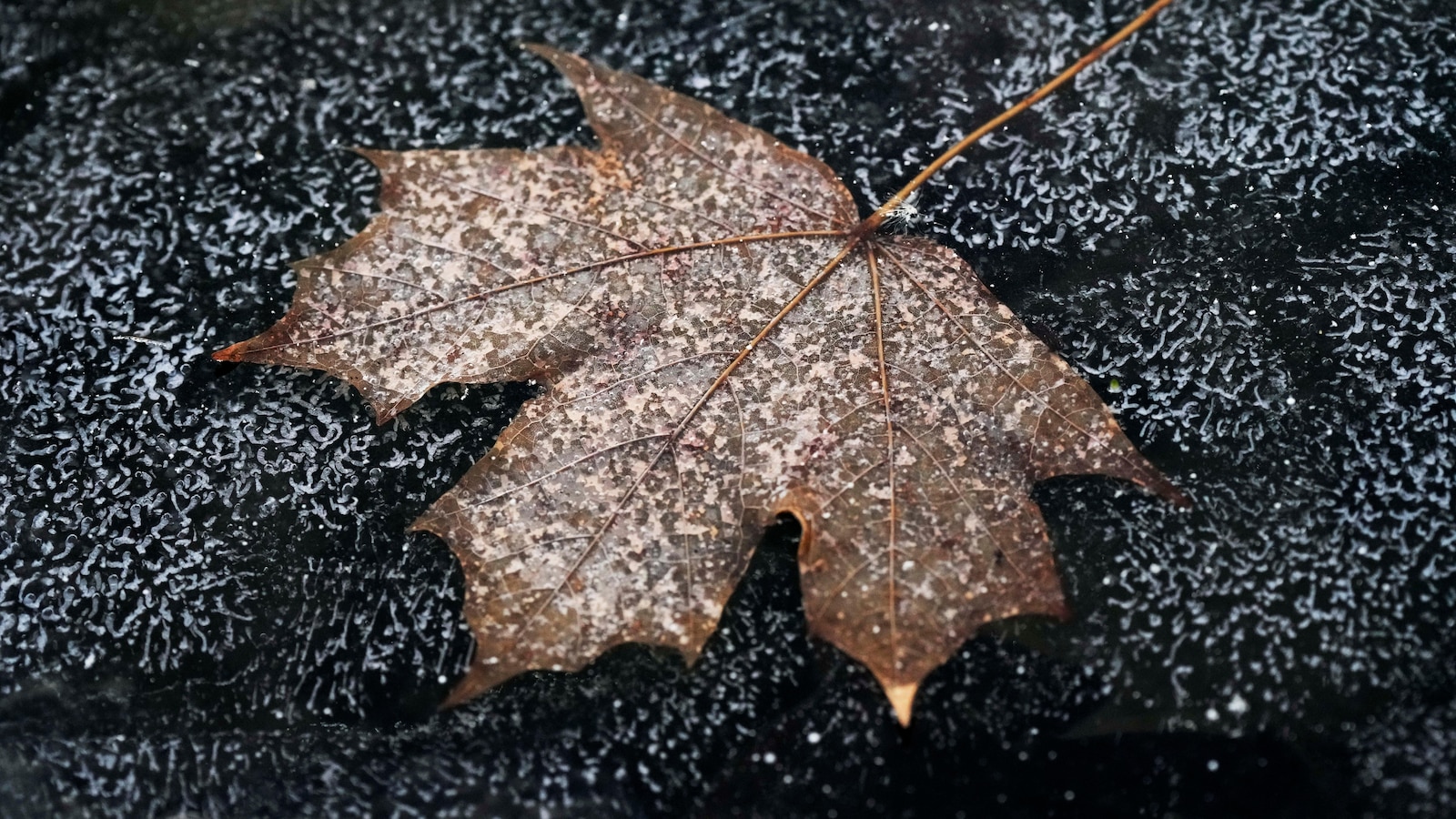 winter-storm-alert-preparations