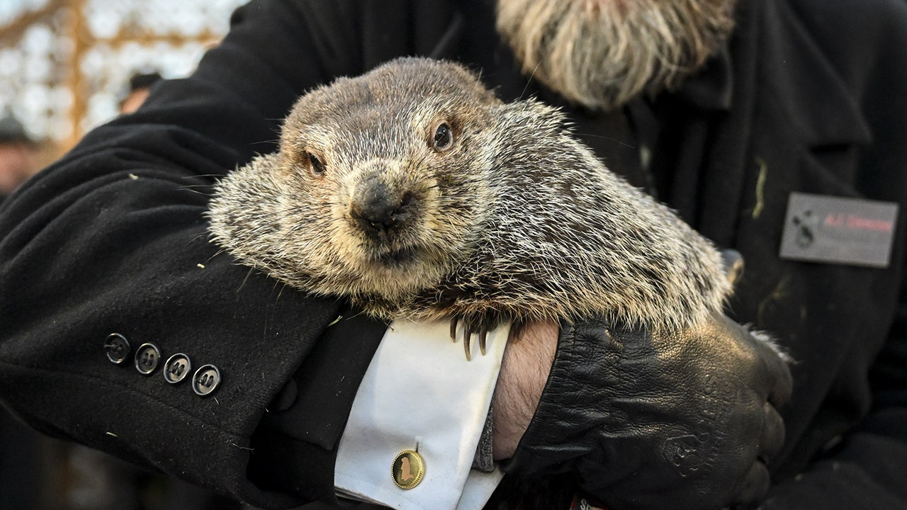 peta-groundhog-day-weather-reveal-cake
