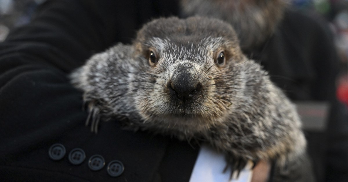 punxsutawney-phil-shadow-prediction