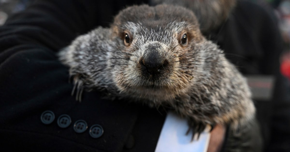 punxsutawney-phil-spring-prediction