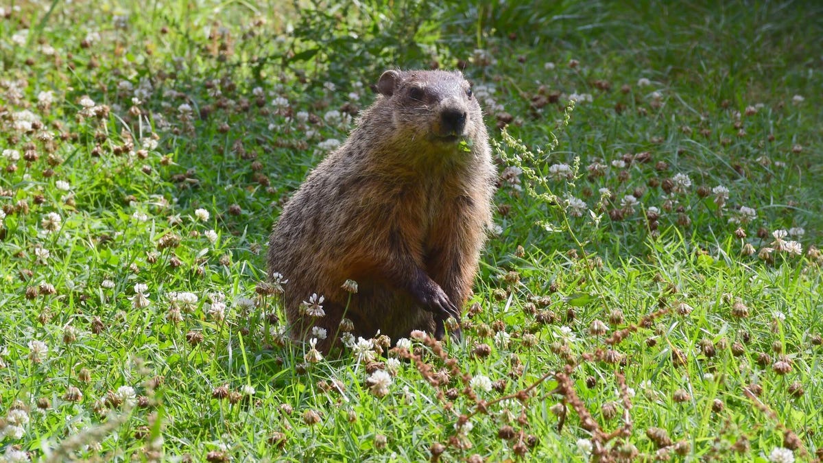 punxsutawney-phil-winter-predictions