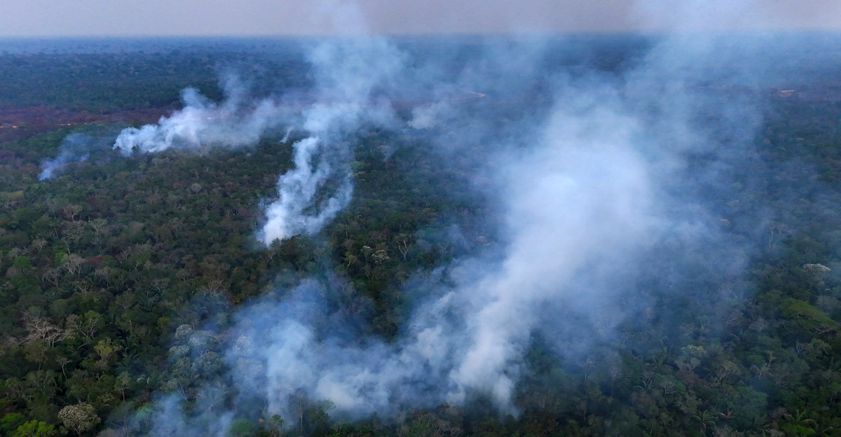 forests-alarming-truth